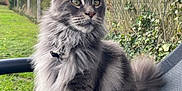 Urio a rejoint le concours — aidez-le/la à gagner de superbes lots ! cat, gray_cat, fluffy_cat, outdoor, garden, green_eyes, sitting, fence, grass, sky, clouds, chair, pet, animal, nature, portrait, fur, whiskers, tail, relaxed