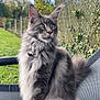 cat, gray_cat, fluffy_cat, outdoor, garden, green_eyes, sitting, fence, grass, sky, clouds, chair, pet, animal, nature, portrait, fur, whiskers, tail, relaxed