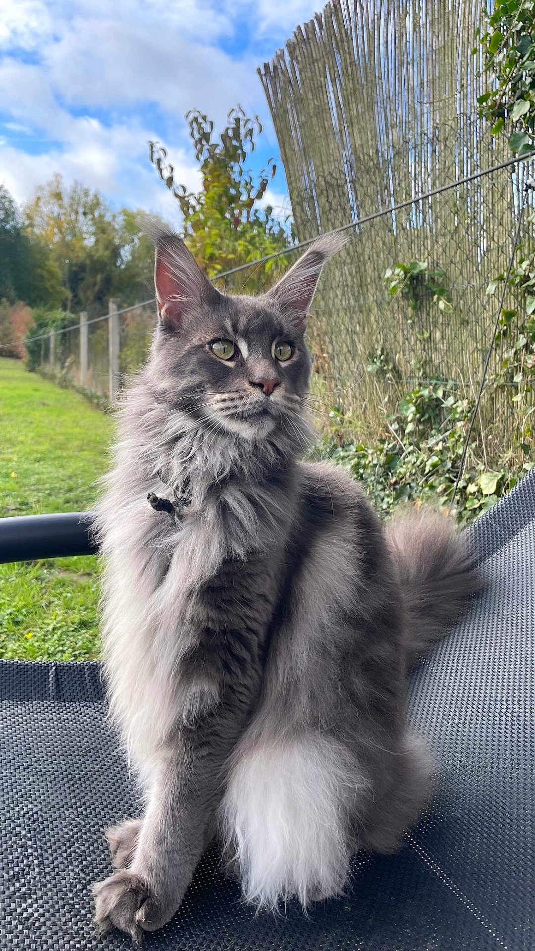 Urio a rejoint le concours — aidez-le/la à gagner de superbes lots ! cat, gray_cat, fluffy_cat, outdoor, garden, green_eyes, sitting, fence, grass, sky, clouds, chair, pet, animal, nature, portrait, fur, whiskers, tail, relaxed