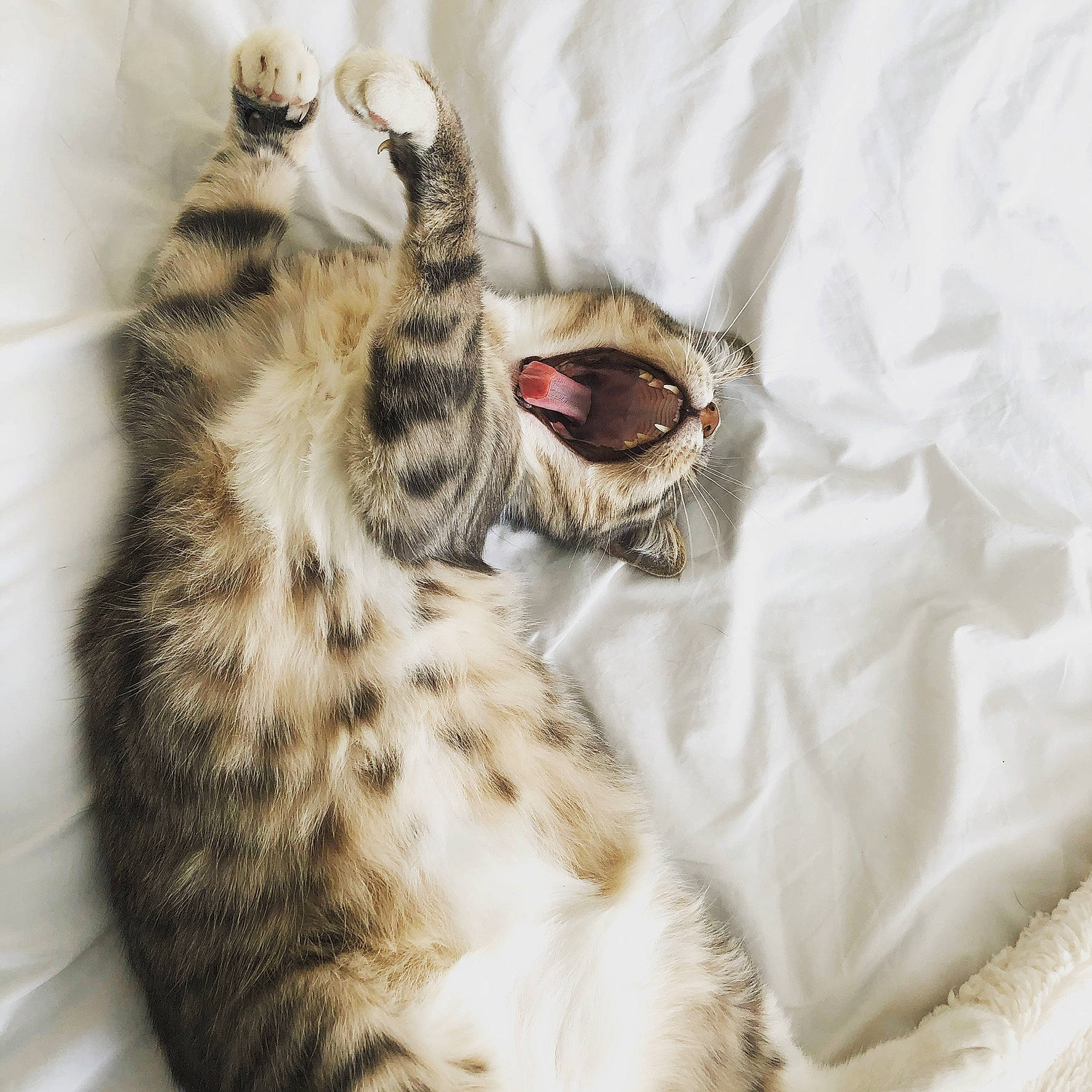 Mina participe au concours pour gagner de l'argent avec cette photo : american_shorthair, carnivore, cat, dragon_li, egyptian_mau, european_shorthair, facial_expression, felidae, fur, kitten, mammal, ocicat, paw, pixie_bob, savannah, small_to_medium_sized_cats, tabby_cat, whiskers