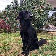 Onyx participe au concours pour gagner de l'argent avec cette photo : dog, black_dog, grass, bush, plant, outdoor, pet, animal, fur, sitting, nature, garden, leaf, canine, house, backyard, quiet, calm, daytime, sky