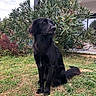 dog, black_dog, grass, bush, plant, outdoor, pet, animal, fur, sitting, nature, garden, leaf, canine, house, backyard, quiet, calm, daytime, sky