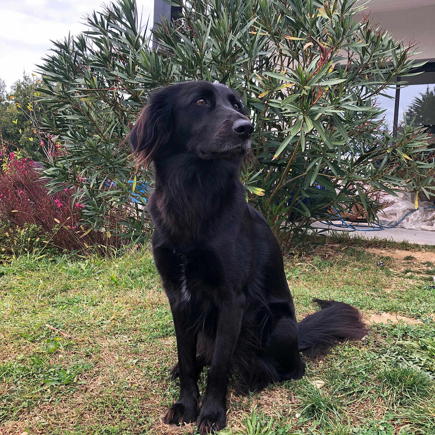 Onyx participe au concours pour gagner de l'argent avec cette photo : dog, black_dog, grass, bush, plant, outdoor, pet, animal, fur, sitting, nature, garden, leaf, canine, house, backyard, quiet, calm, daytime, sky