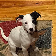 Bijou is registered to the contest to win money with this photo: animal, black_and_white, collar, companion, curious, cute, dog, domestic_animal, ears, floor, fur, indoor, looking_up, pet, puppy, rug, sitting, tail, wood, young