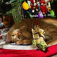 Pumpkin is registered to the contest to win money with this photo: cat, orange_tabby, christmas_tree, ornaments, tree_skirt, holiday_decor, wrapped_presents, carpet, festive, relaxed, cute, pet, indoor, cozy, playful, animal, fur, whiskers, holiday, christmas