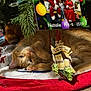 cat, orange_tabby, christmas_tree, ornaments, tree_skirt, holiday_decor, wrapped_presents, carpet, festive, relaxed, cute, pet, indoor, cozy, playful, animal, fur, whiskers, holiday, christmas