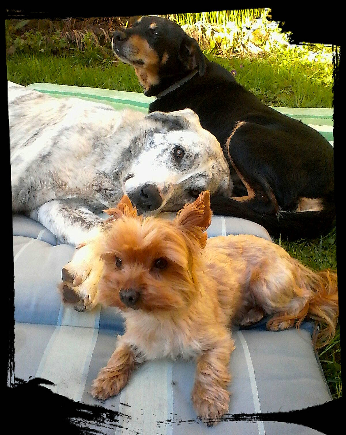 Hermès Hawaï Et Nessie