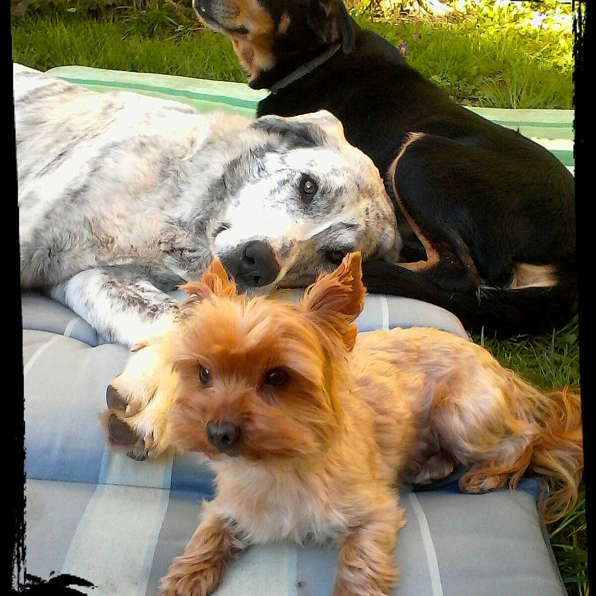 Hermès Hawaï Et Nessie