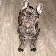 Blue is registered to the contest to win money with this photo: dog, french_bulldog, pet, animal, floor, wooden_floor, ears, eyes, standing, looking_up, indoor, brown_coat, short_hair, cute, curious, companion, domestic_animal, portrait, canine, friendly