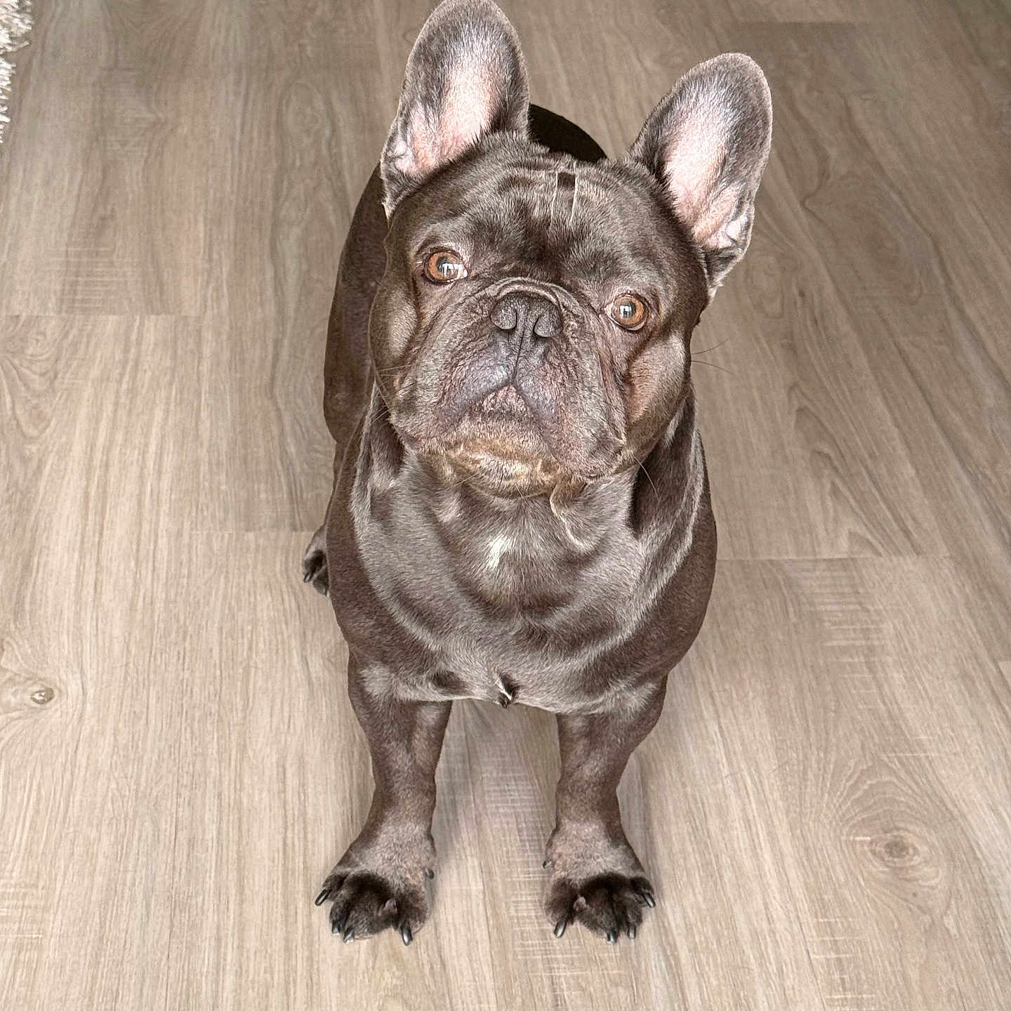 Blue is registered to the contest to win money with this photo: dog, french_bulldog, pet, animal, floor, wooden_floor, ears, eyes, standing, looking_up, indoor, brown_coat, short_hair, cute, curious, companion, domestic_animal, portrait, canine, friendly