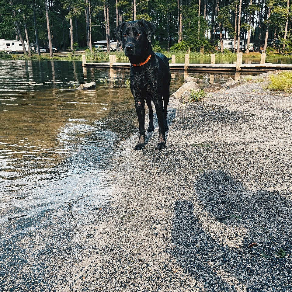 Baylor is registered to the contest to win money with this photo: animal, canine, dog, face, grass, grove, lake, land, nature, outdoors, path, pet, plant, rainforest, rock, summer, tree, vegetation, water, woodland