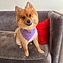 Nena is registered to the contest to win money with this photo: dog, pomeranian, pet, bandana, purple_bandana, sofa, couch, velvet, red_pillow, smile, happy, sitting, indoor, home, fur, ears, eyes, nose, paws, small_dog