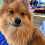 dog, pomeranian, pet, fluffy_fur, close_up, portrait, brown_eyes, black_nose, golden_fur, beach, umbrella, outdoor, blurred_background, sunlight, blue_sky, towel, cute, small_dog, companion, happy_expression