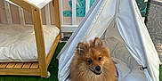 Nena is registered to the contest to win money with this photo: dog, pomeranian, teepee, pet_tent, cushion, artificial_grass, wooden_chair, picket_fence, outdoor, cozy, fluffy, brown_fur, pet_bed, smiling, portrait, small_dog, playful, decorative_wall, daylight, relaxing