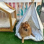 dog, pomeranian, teepee, pet_tent, cushion, artificial_grass, wooden_chair, picket_fence, outdoor, cozy, fluffy, brown_fur, pet_bed, smiling, portrait, small_dog, playful, decorative_wall, daylight, relaxing