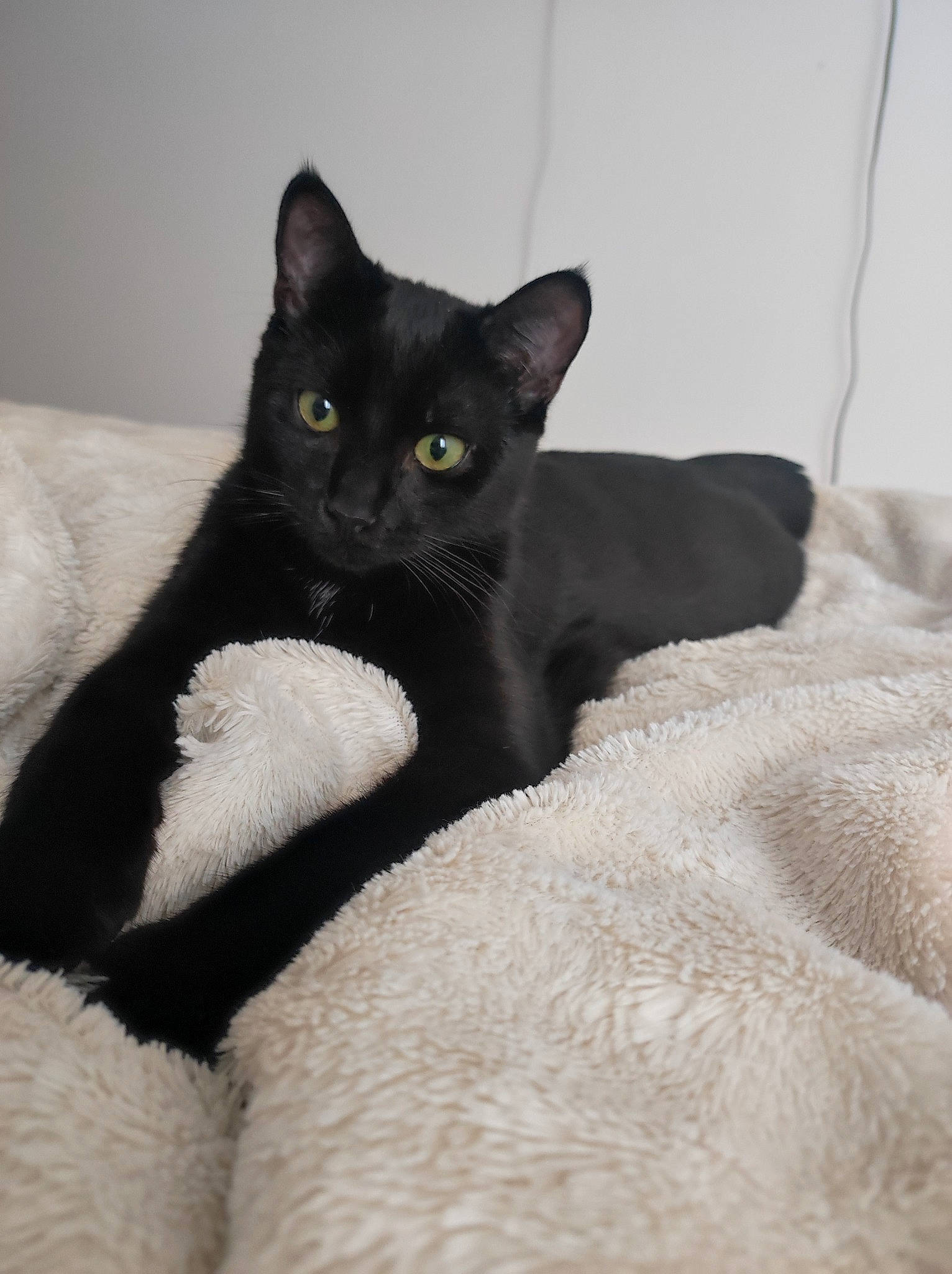 Yubi participe au concours pour gagner de l'argent avec cette photo : black_cat, bombay, carnivore, cat, claw, comfort, domestic_short_haired_cat, felidae, fur, grey, linens, paw, small_to_medium_sized_cats, snout, tail, whiskers