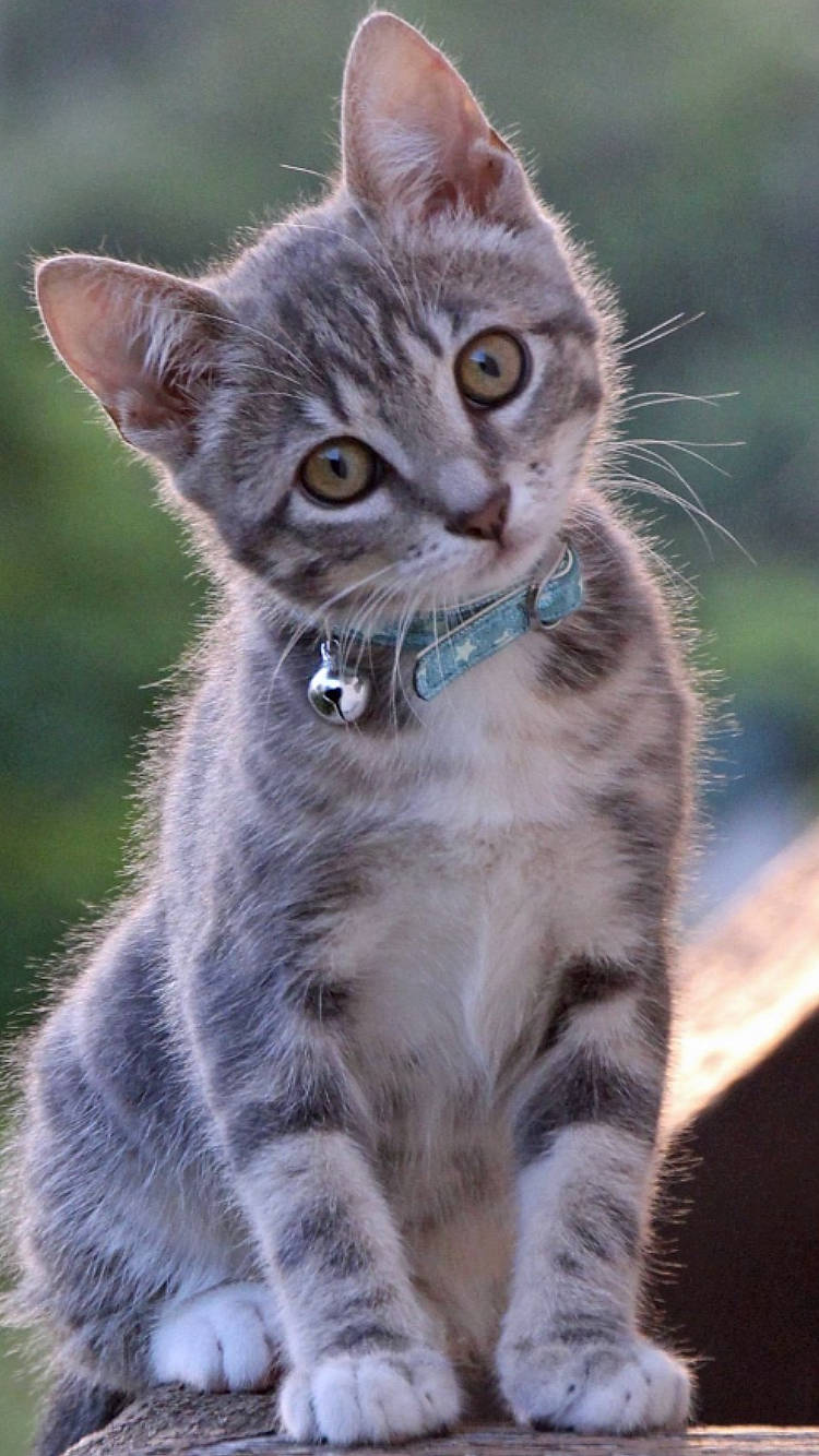 Moly a rejoint le concours — aidez-le/la à gagner de superbes lots ! carnivore, cat, claw, close_up, curious, domestic_short_haired_cat, electric_blue, event, fawn, felidae, fur, grass, paw, small_to_medium_sized_cats, snout, tail, terrestrial_animal, whiskers, wildlife