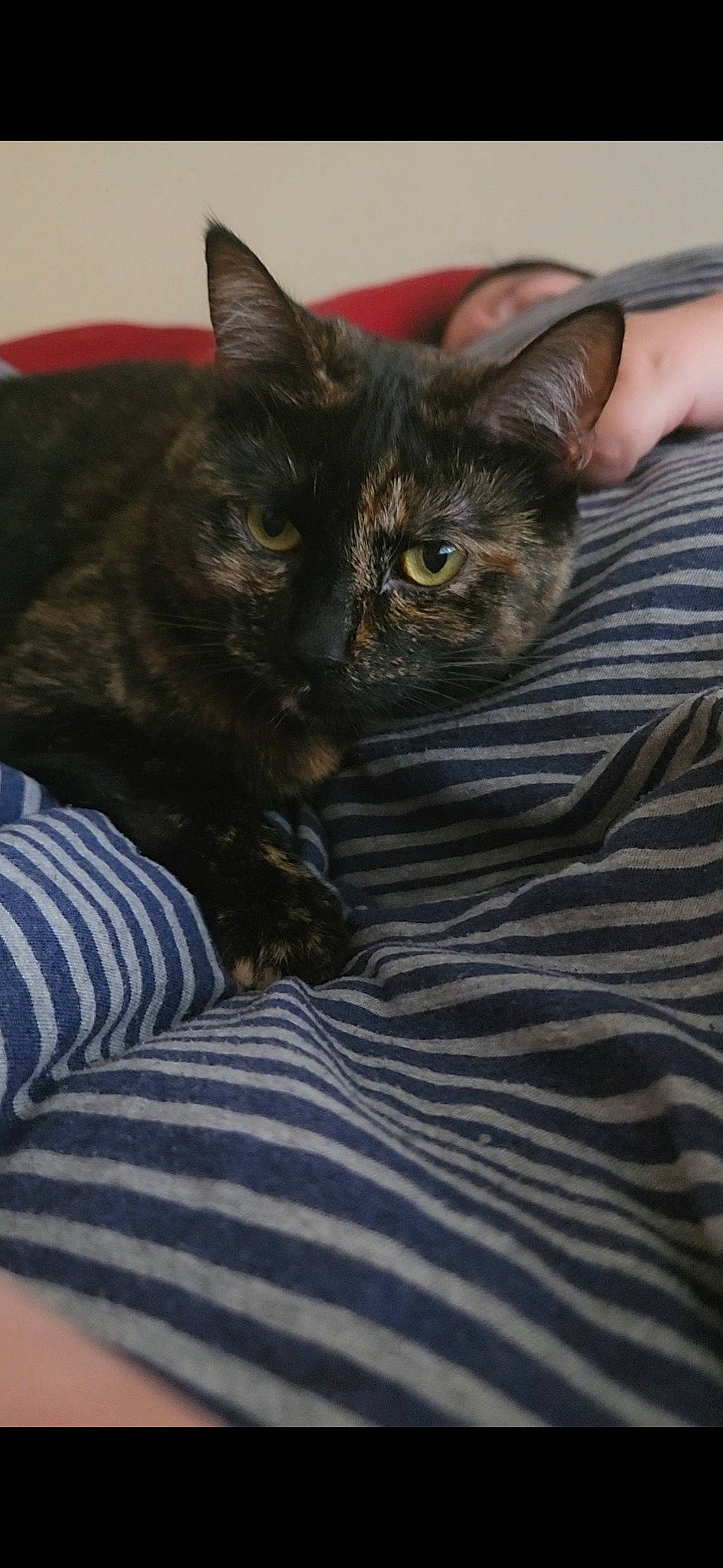 Louise is registered to the contest to win money with this photo: black_cat, carnivore, cat, claw, comfort, domestic_short_haired_cat, eye, felidae, fur, linens, nap, paw, sleep, small_to_medium_sized_cats, snout, tail, terrestrial_animal, whiskers