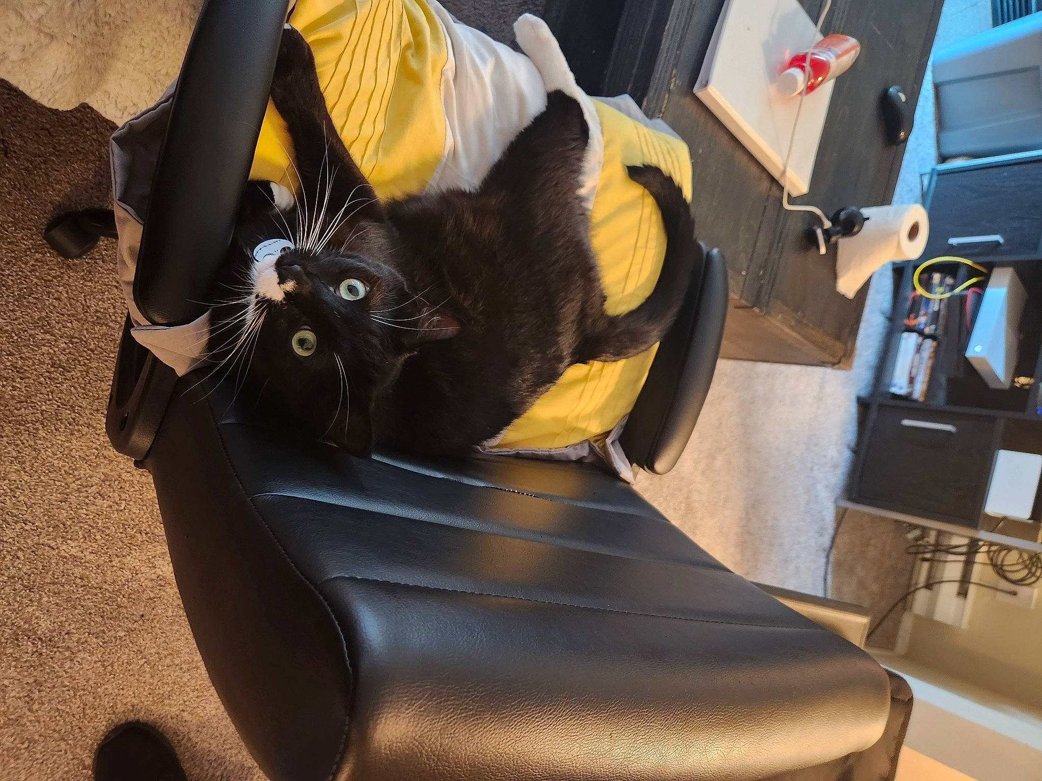 Harley is registered to the contest to win money with this photo: audio_equipment, automotive_tire, bag, black_cat, bombay, box, carnivore, cat, chair, comfort, domestic_short_haired_cat, felidae, fender, fur, houseplant, luggage_and_bags, room, small_to_medium_sized_cats, tail, whiskers