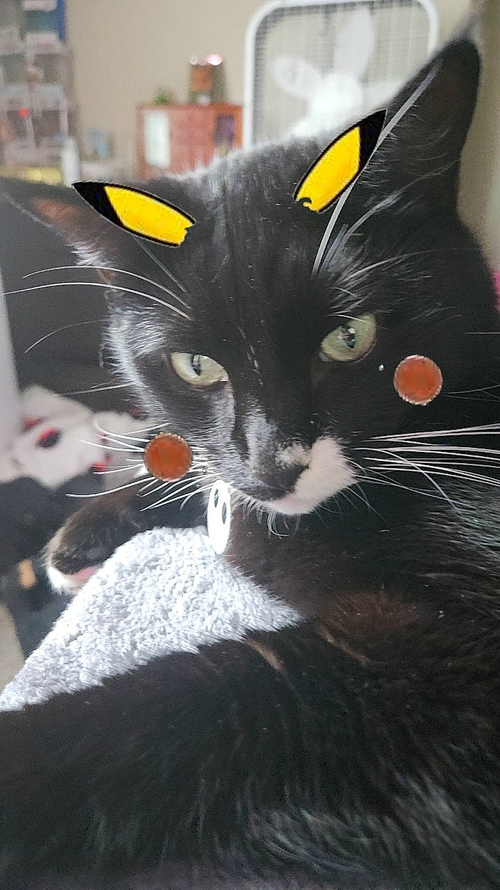 Harley joined the competition — help win amazing prizes! black_cat, carnivore, cat, claw, comfort, domestic_short_haired_cat, felidae, fur, grey, mammal, paw, small_to_medium_sized_cats, snout, tail, terrestrial_animal, vertebrate, whiskers