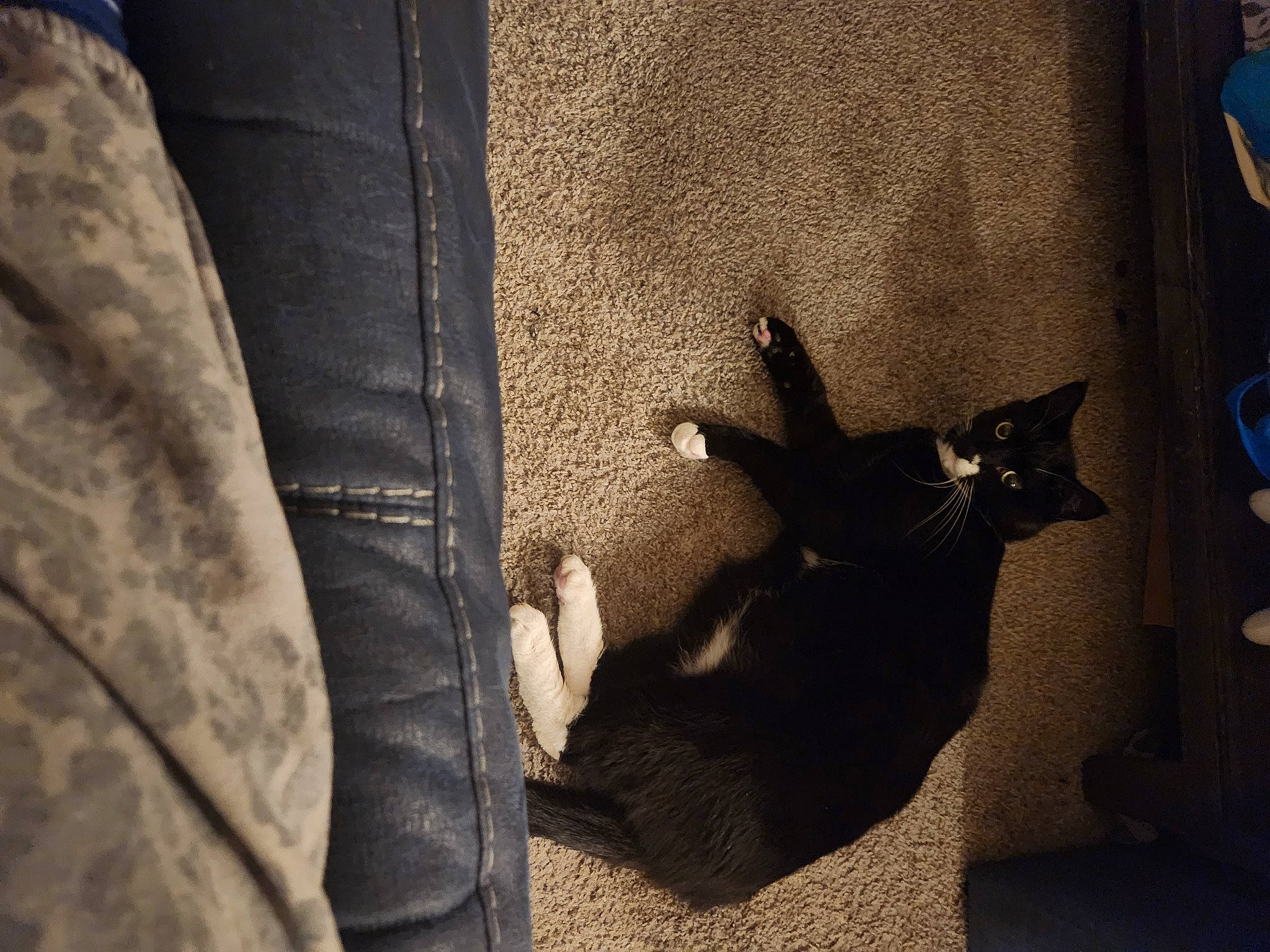 Harley joined the competition — help win amazing prizes! bat, canidae, carnivore, cat, comfort, darkness, dog_breed, electric_blue, fawn, felidae, fur, grey, human_leg, shadow, small_to_medium_sized_cats, snout, tail, tints_and_shades, whiskers, wood