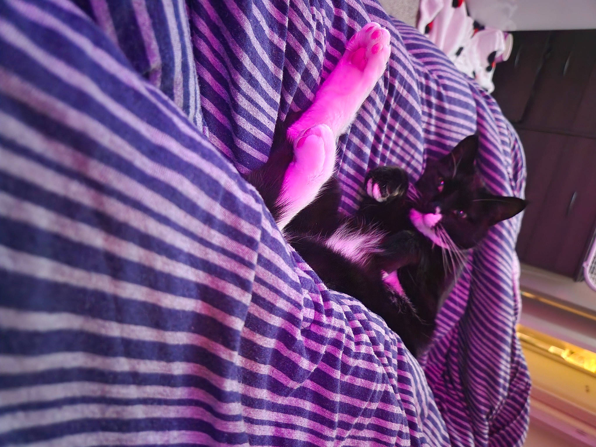 Harley is registered to the contest to win money with this photo: electric_blue, entertainment, event, fun, magenta, pattern, performance, performance_art, performing_arts, pink, public_event, purple, textile, tree, violet