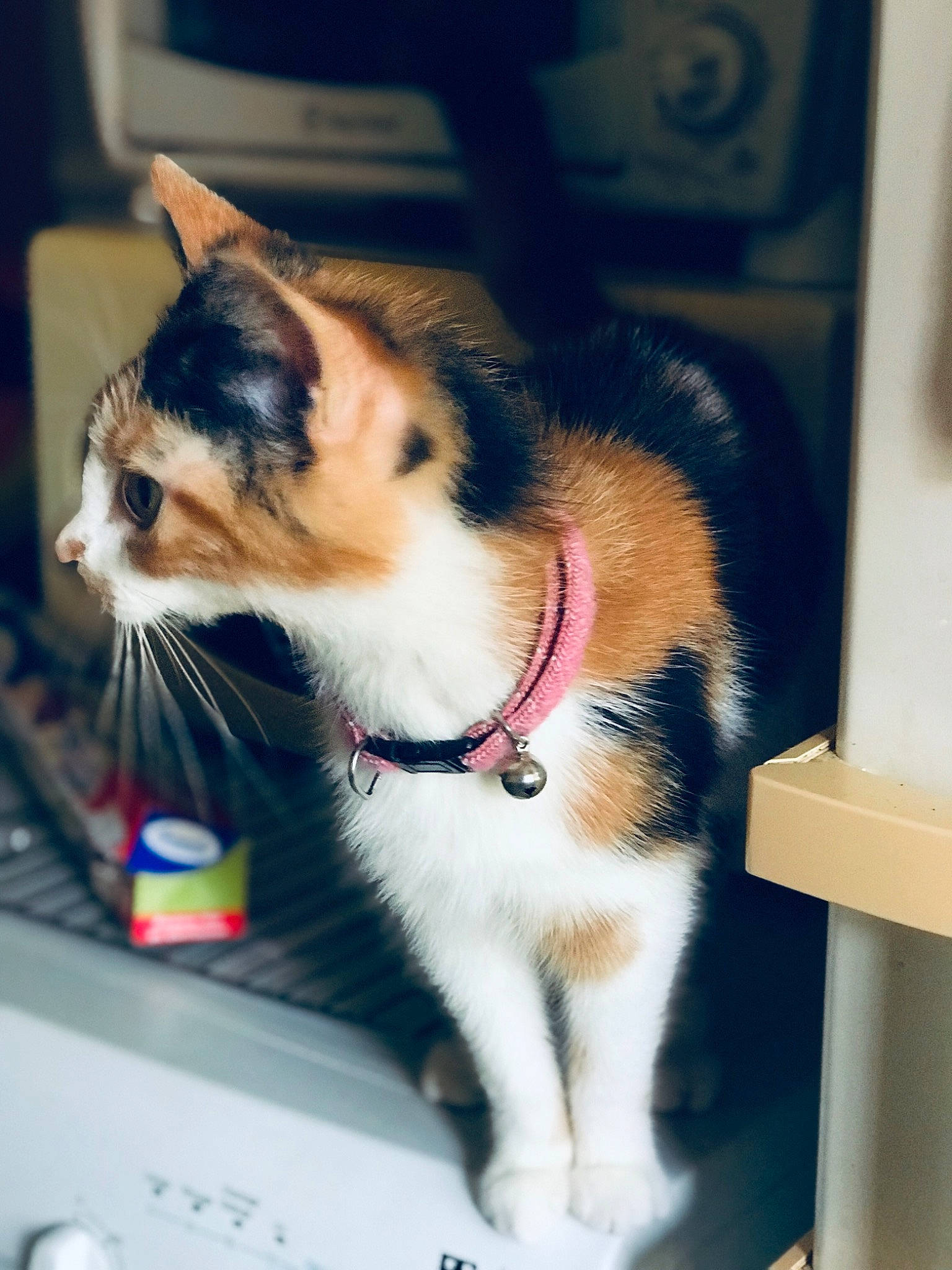 Oria participe au concours pour gagner de l'argent avec cette photo : aegean_cat, carnivore, cat, domestic_short_haired_cat, ear, european_shorthair, fawn, felidae, fur, kitten, small_to_medium_sized_cats, snapshot, snout, tail, technology, whiskers, window