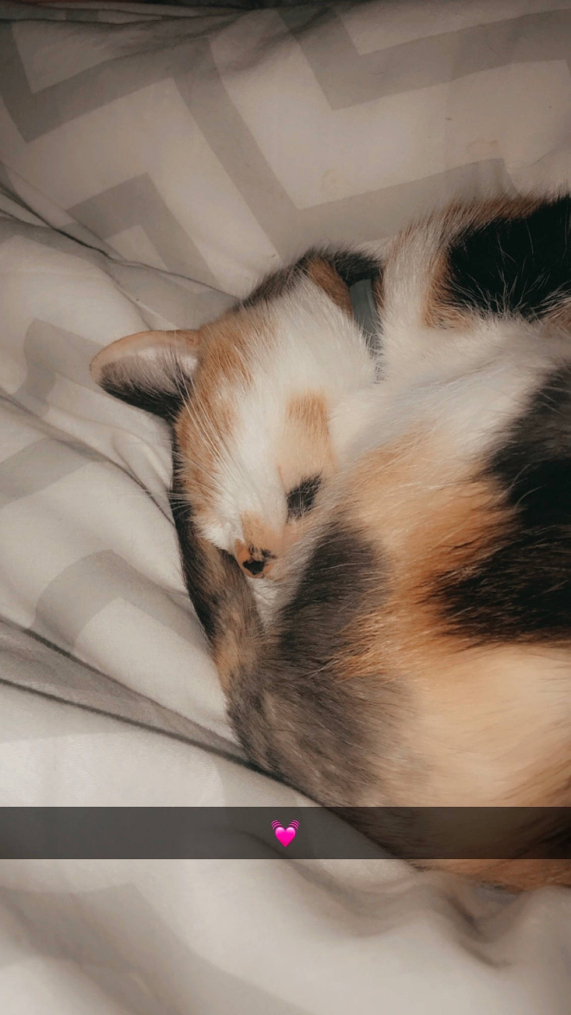 Oria participe au concours pour gagner de l'argent avec cette photo : carnivore, cat, fawn, felidae, fur, kitten, small_to_medium_sized_cats, tail, whiskers