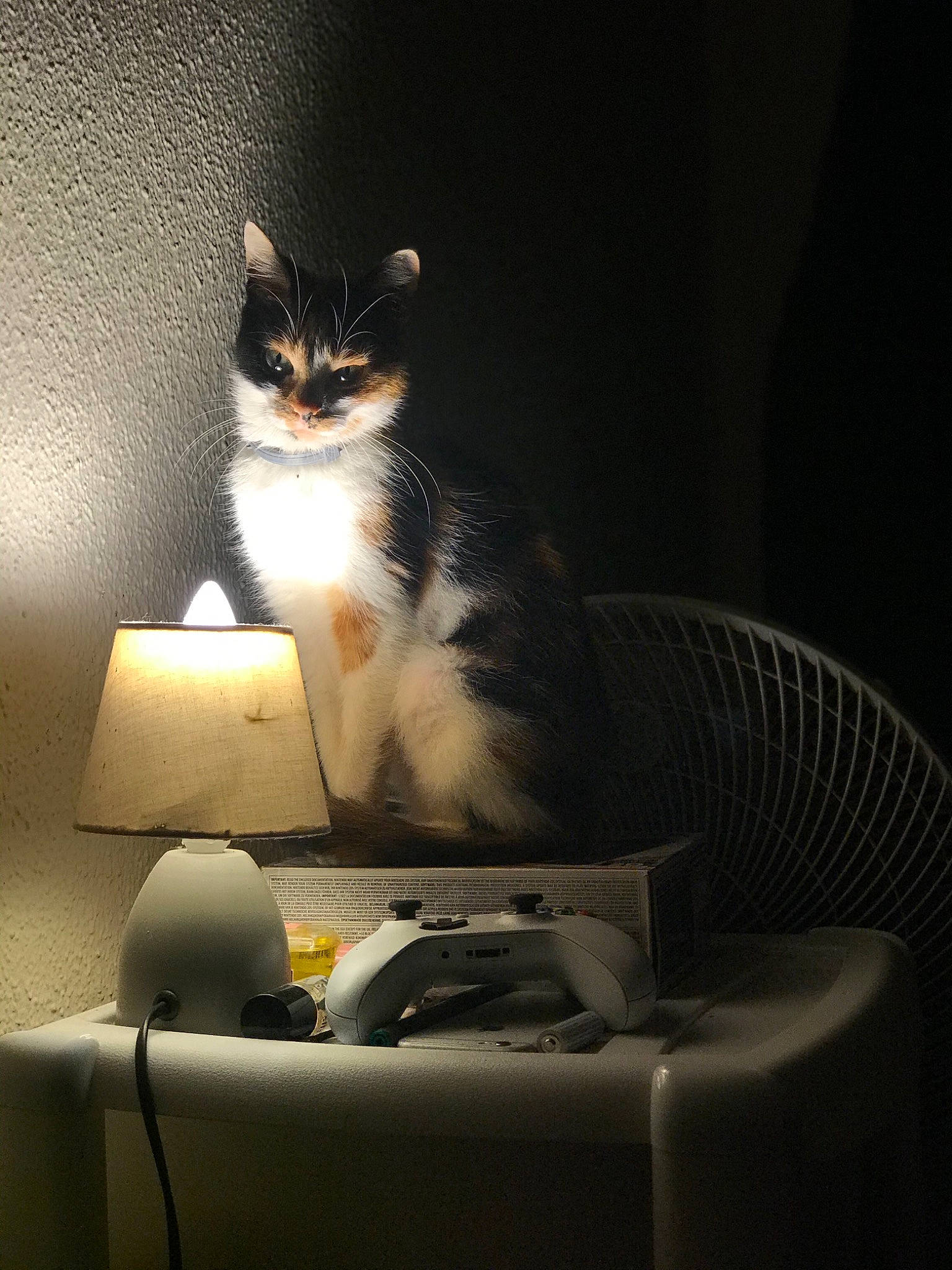 Oria participe au concours pour gagner de l'argent avec cette photo : black_and_white, carnivore, cat, darkness, domestic_short_haired_cat, european_shorthair, felidae, interior_design, kitten, light, lighting, paw, sitting, small_to_medium_sized_cats, still_life_photography, table, tail, whiskers