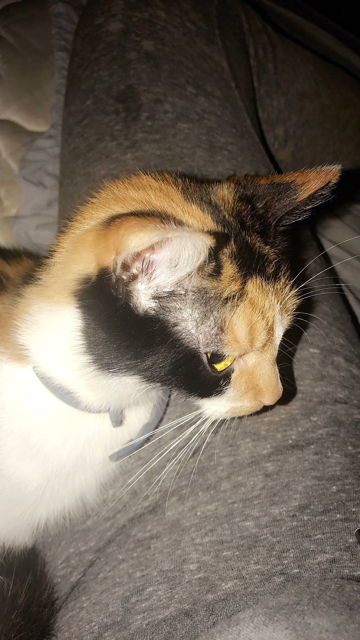 Oria participe au concours pour gagner de l'argent avec cette photo : aegean_cat, asian, carnivore, cat, domestic_short_haired_cat, european_shorthair, fawn, felidae, fur, kitten, mammal, small_to_medium_sized_cats, snout, whiskers