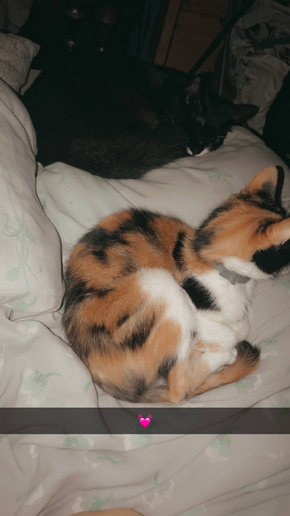 Oria a rejoint le concours — aidez-le/la à gagner de superbes lots ! canidae, carnivore, cat, dog_breed, felidae, fur, nap, paw, sleep, small_to_medium_sized_cats, whiskers