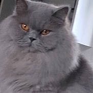 Teva a rejoint le concours — aidez-le/la à gagner de superbes lots ! cat, gray_cat, fluffy, pet, animal, feline, indoor, closeup, face, ears, eyes, fur, whiskers, domestic_animal, mammal, cute, portrait, looking, soft, fuzzy