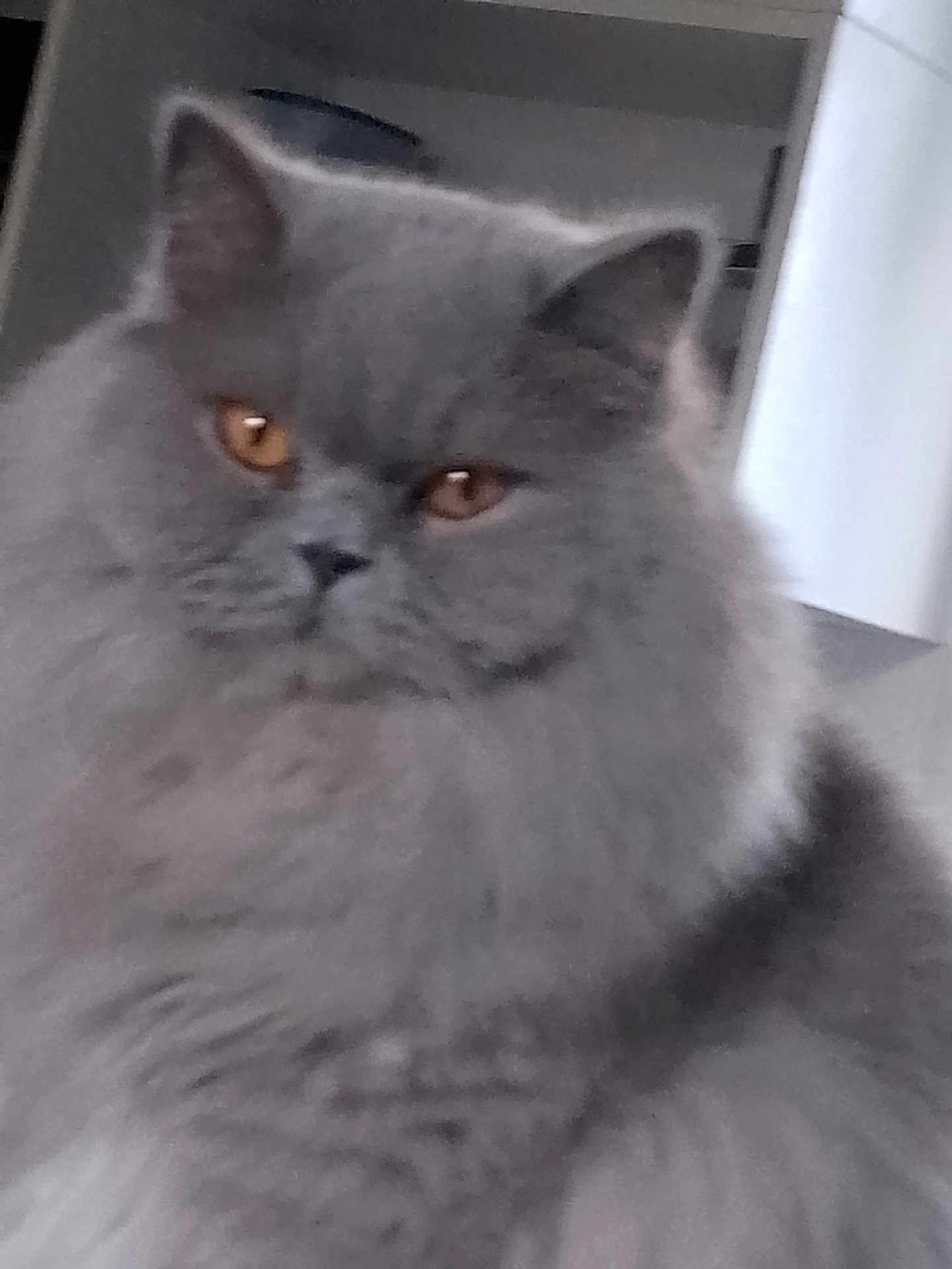 Teva a rejoint le concours — aidez-le/la à gagner de superbes lots ! cat, gray_cat, fluffy, pet, animal, feline, indoor, closeup, face, ears, eyes, fur, whiskers, domestic_animal, mammal, cute, portrait, looking, soft, fuzzy