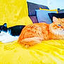 Lola participe au concours pour gagner de l'argent avec cette photo : animal_portrait, black_and_white_cat, blanket, blue_eyes, cat, cats, couch, cozy, domestic, feline, fur, green_eyes, household, indoor, orange_cat, pets, relaxed, resting, two_animals, yellow_blanket