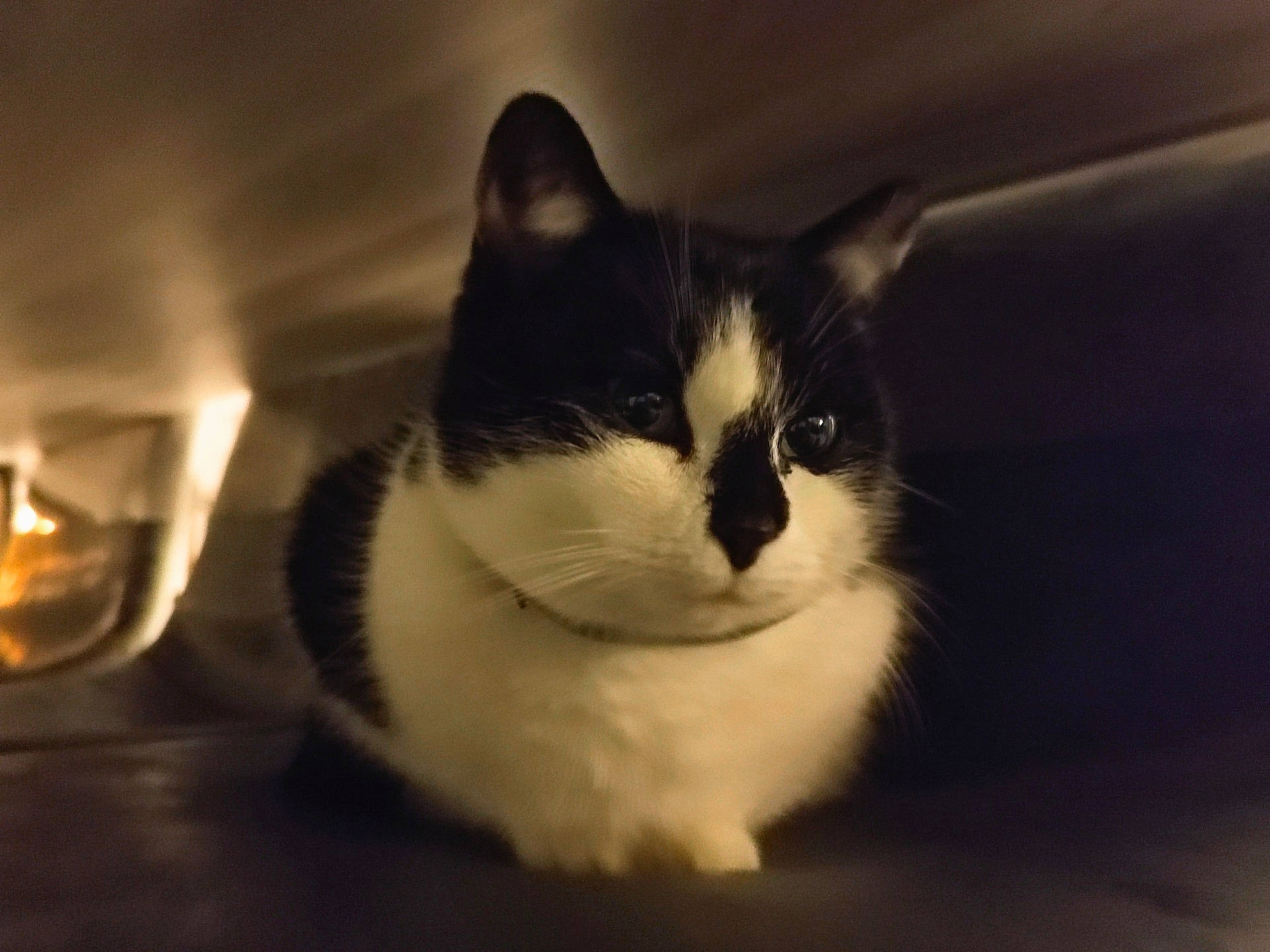 animal, black_and_white, calm, cat, closeup, cozy, curious, cute, domestic_animal, eyes, feline, fur, indoor, mammal, pet, portrait, resting, small_space, soft_light, whiskers