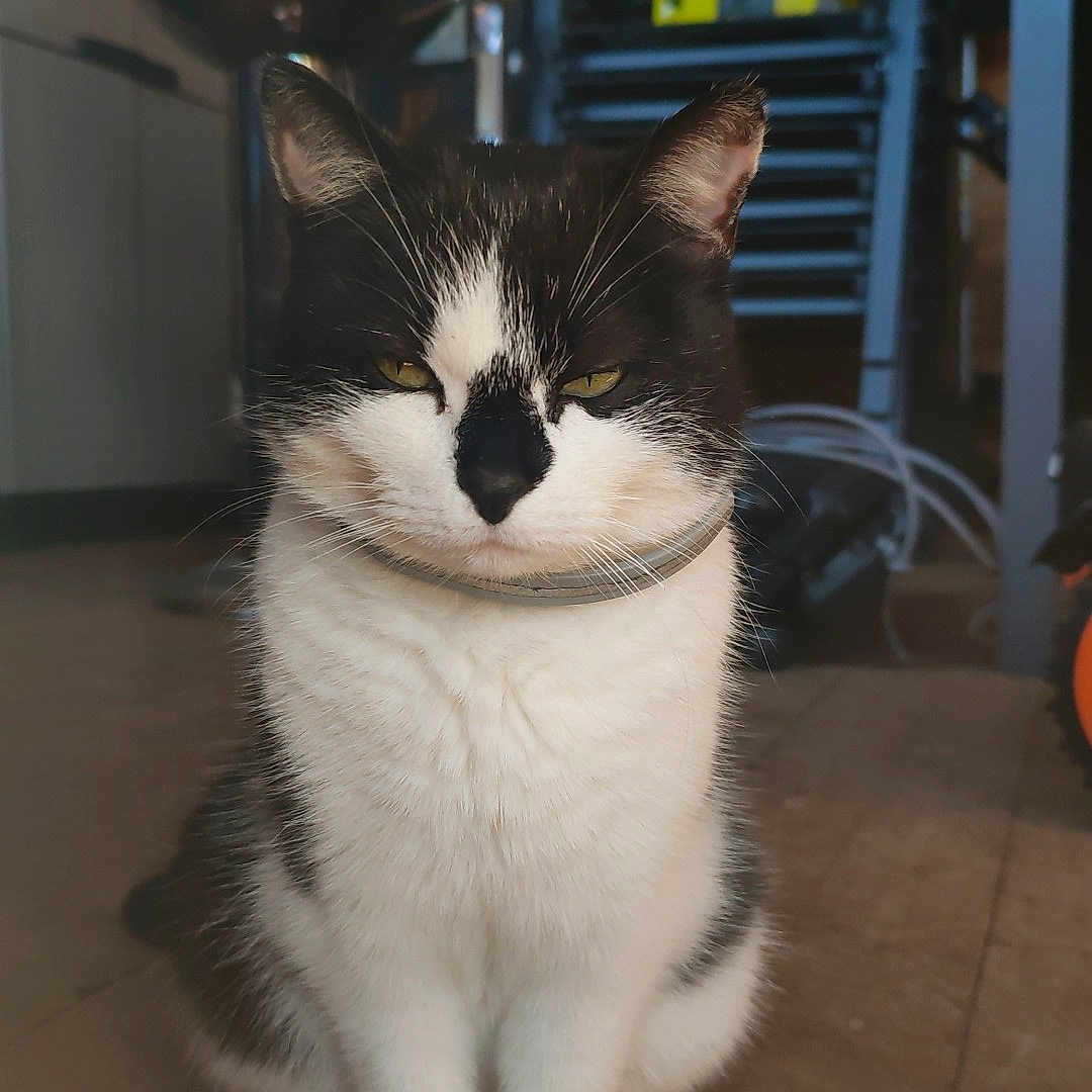 Lola