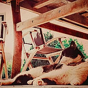 Lola a rejoint le concours — aidez-le/la à gagner de superbes lots ! animal, black_and_white, cat, collar, daylight, feline, floor, greenery, house, lounging, outdoor, peaceful, pet, quiet, relaxed, resting, shadow, sunlight, wooden_chair, wooden_table