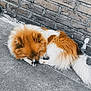 animal, canine, curled_up, dog, domestic_animal, fluffy, fur, orange, outdoor, pavement, peaceful, pet, quiet, resting, side_view, sleeping, small_dog, stone_wall, tail, white