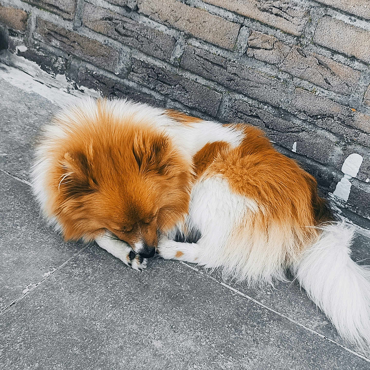 Snoopy participe au concours pour gagner de l'argent avec cette photo : animal, canine, curled_up, dog, domestic_animal, fluffy, fur, orange, outdoor, pavement, peaceful, pet, quiet, resting, side_view, sleeping, small_dog, stone_wall, tail, white