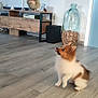 attention, brown_and_white, cork, cute, decor, dog, furniture, glass_jar, hand, indoor, living_room, pet, playful, puppy, sitting, stuffed_animal, television, toy, wall_art, wooden_floor