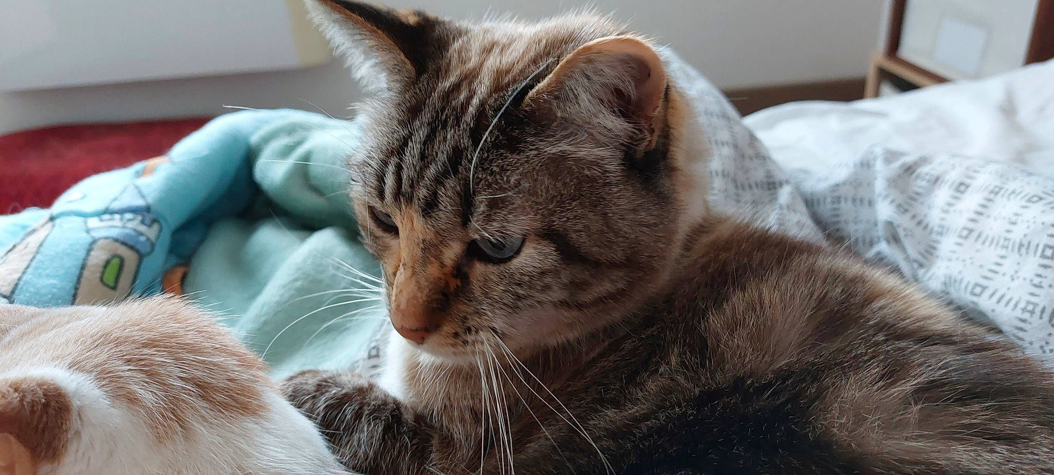 Ibiza participe au concours pour gagner de l'argent avec cette photo : carnivore, cat, cat_supply, claw, close_up, comfort, domestic_short_haired_cat, ear, felidae, fur, grey, nap, paw, sleep, small_to_medium_sized_cats, snout, terrestrial_animal, whiskers, wildlife