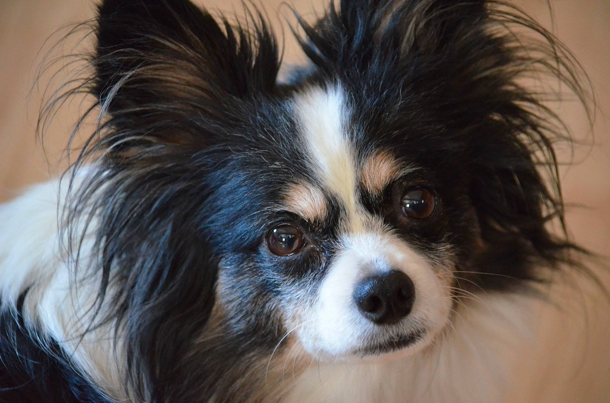 Cecil is registered to the contest to win money with this photo: canidae, carnivore, close_up, companion_dog, dog, dog_breed, ear, fur, iris, puppy, snout, sporting_group, terrestrial_animal, toy_dog, whiskers, working_animal, working_dog