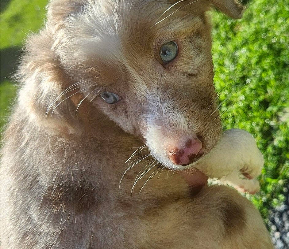 Makya joined the competition — help win amazing prizes! canidae, carnivore, companion_dog, dog, dog_breed, fang, fawn, fur, grass, liver, plant, snout, sporting_group, terrestrial_animal, whiskers, wildlife, working_animal