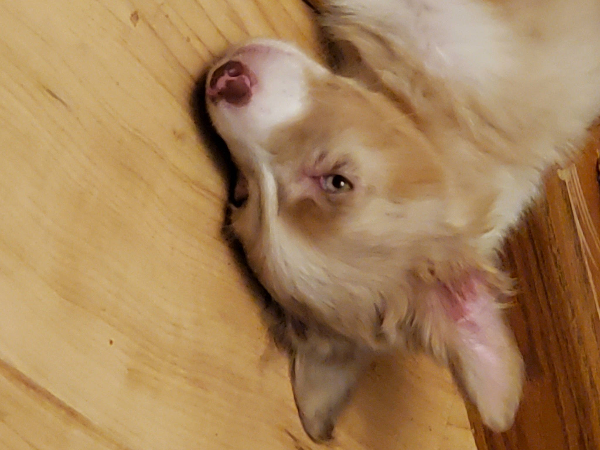 Makya is registered to the contest to win money with this photo: canidae, carnivore, cocker_spaniel, companion_dog, dog, dog_breed, ear, eyelash, fawn, flooring, fur, hardwood, liver, paw, retriever, snout, spaniel, whiskers, wood, working_animal