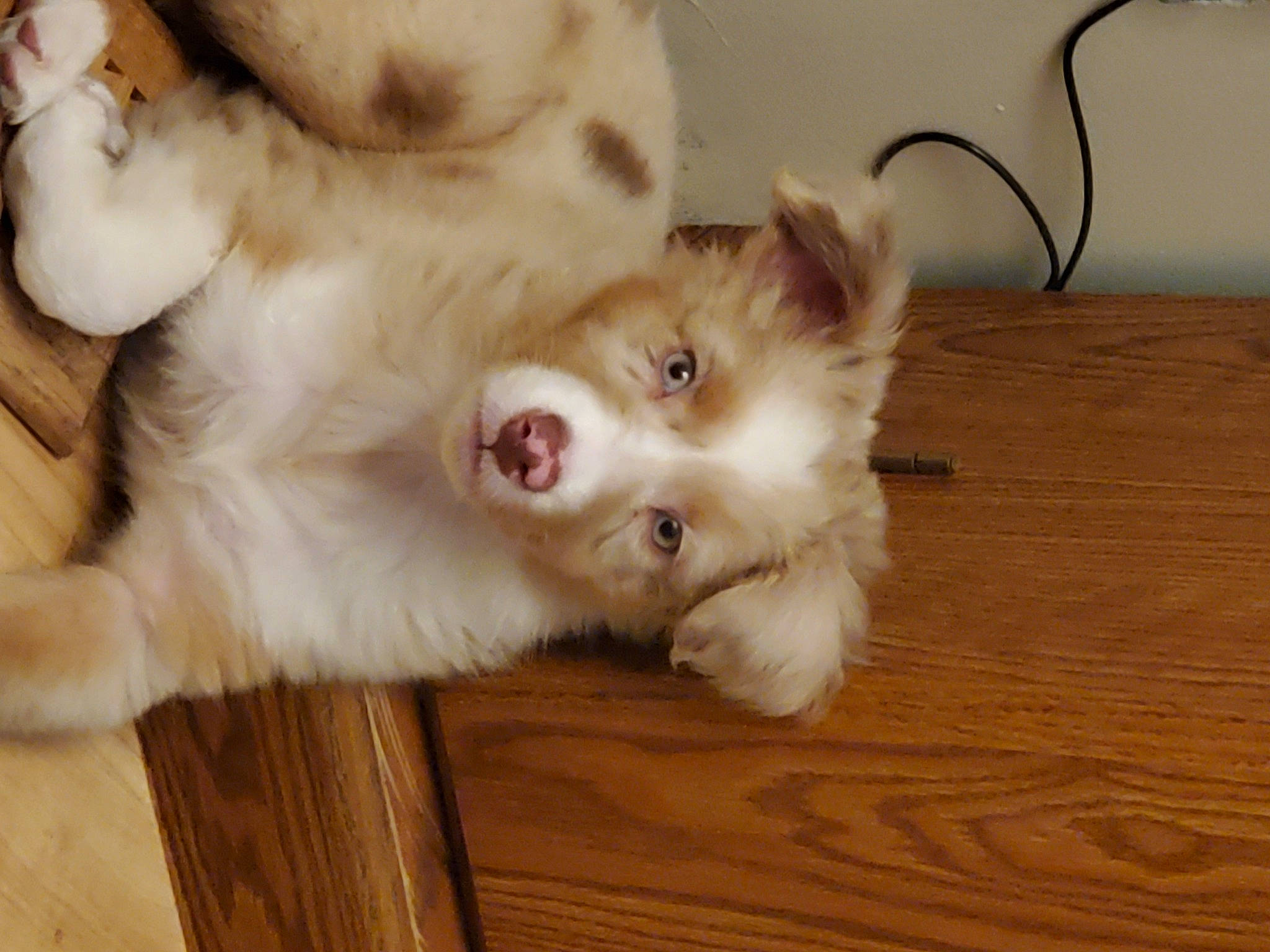 Makya joined the competition — help win amazing prizes! canidae, carnivore, companion_dog, dog, dog_breed, ear, fawn, felidae, flooring, foot, fur, hardwood, paw, small_to_medium_sized_cats, snout, sporting_group, tail, whiskers, wood, wood_stain