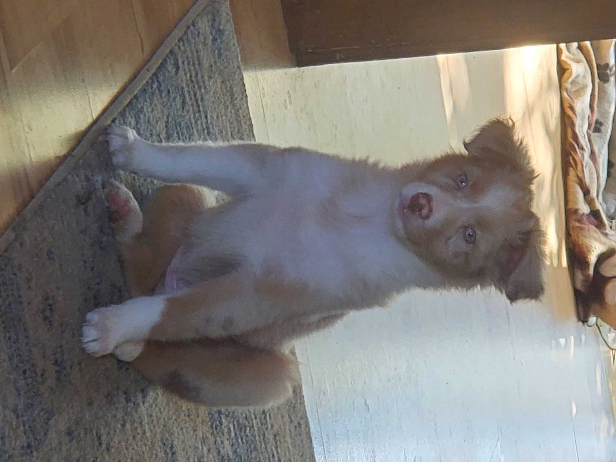 Makya joined the competition — help win amazing prizes! canidae, carnivore, companion_dog, dog_breed, fawn, felidae, fur, gesture, liver, paw, primate, rhesus_macaque, small_to_medium_sized_cats, snout, sporting_group, tail, terrestrial_animal, whiskers, wood, working_animal