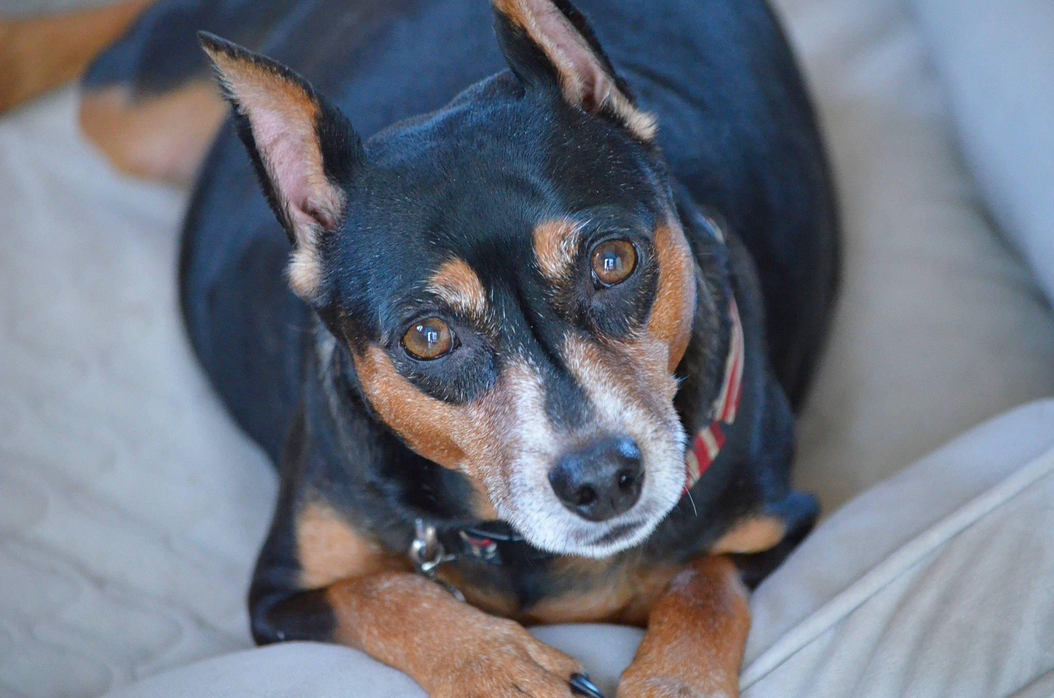 Mya is registered to the contest to win money with this photo: canidae, carnivore, companion_dog, dog, dog_breed, ear, electric_blue, snout, sporting_group, toy_dog, whiskers, working_animal, working_dog