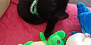 Chocolat Noir participe au concours pour gagner de l'argent avec cette photo : animal, black_cat, blue_toy, cat, collar, couch, cozy, cute, domestic, feline, fur, green_toy, indoors, pet, pink_blanket, plush_toy, relaxing, resting, sleeping, soft_toys