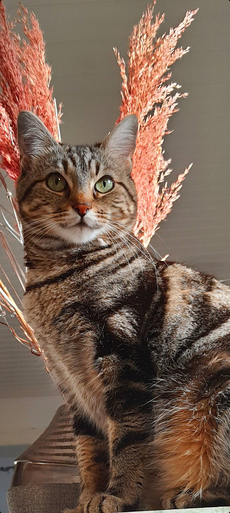 Loly