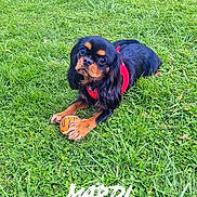 Winky participe au concours pour gagner de l'argent avec cette photo : dog, grass, outdoor, toy, ball, pet, canine, animal, red_harness, greenery, playful, lying_down, cute, small_dog, paw, fur, nature, daylight, looking_up, adorable